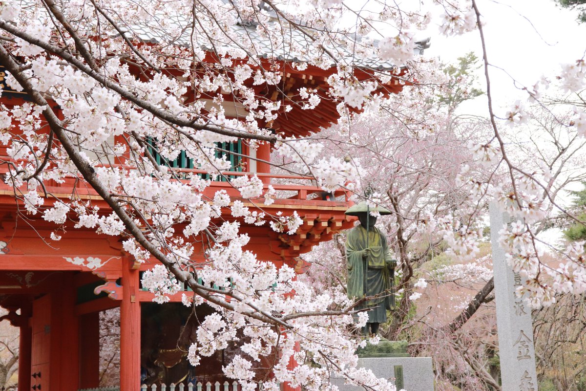 清水公園 弘法大師に桜降る 清水公園 金乗院 さくら 桜まつり ソメイヨシノ 千葉県