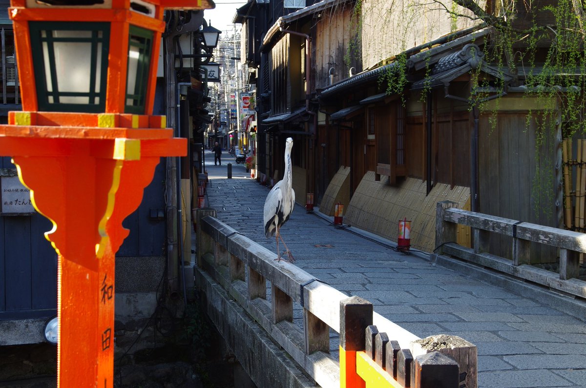 おしゃれキャットピアノ弾きまりあ على تويتر こんばんは 祇園の桜 情緒があって素敵です ライトアップされた幻想的な 雰囲気も違う趣がでて綺麗でしょうね 鷺が街中に溶け込んでいるなんて 京都ならではですね 違和感がありません