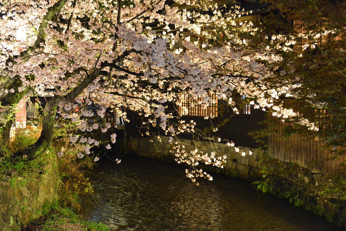 おしゃれキャットピアノ弾きまりあ على تويتر こんばんは 祇園の桜 情緒があって素敵です ライトアップされた幻想的な 雰囲気も違う趣がでて綺麗でしょうね 鷺が街中に溶け込んでいるなんて 京都ならではですね 違和感がありません