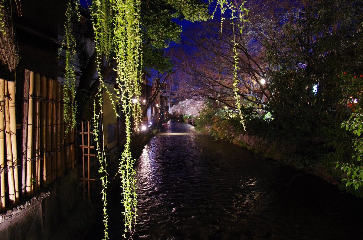 おしゃれキャットピアノ弾きまりあ على تويتر こんばんは 祇園の桜 情緒があって素敵です ライトアップされた幻想的な 雰囲気も違う趣がでて綺麗でしょうね 鷺が街中に溶け込んでいるなんて 京都ならではですね 違和感がありません