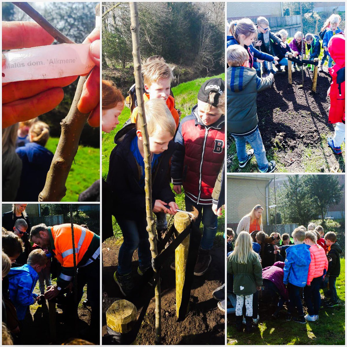 FryskeFrucht's tweet photo. Aengwirden vier #fryskefrucht appelbomen rijker! #aengwirden #gersloot #luinjeberd #terband #tjalleberd ππ» https://t.co/x94DT9SmAp https://t.co/8rLOfYccEM