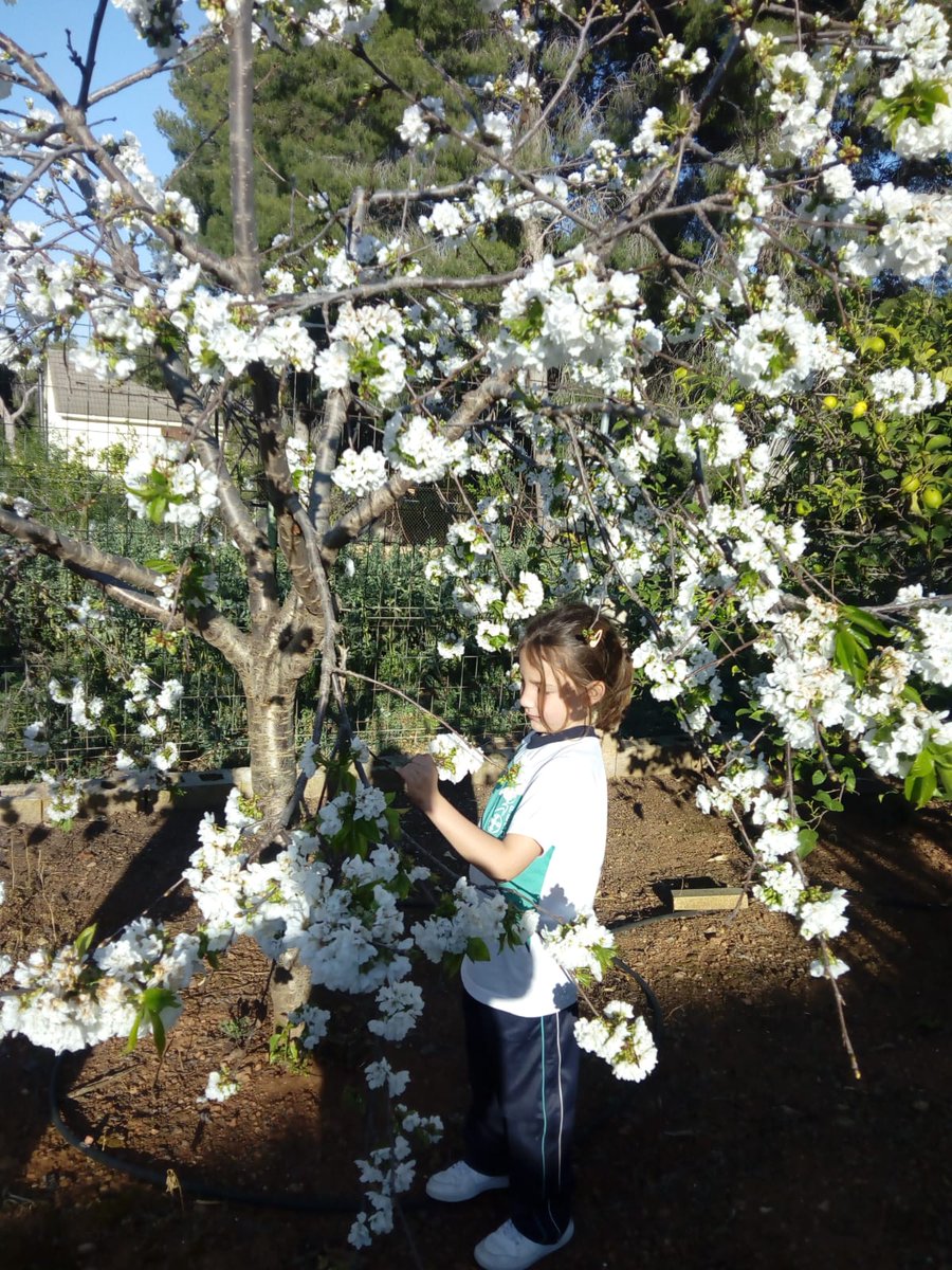 Inferco's tweet image. El Cerezo en Flor.🌸
Una de las cosas más bonitas que nos trae la primavera 😊
