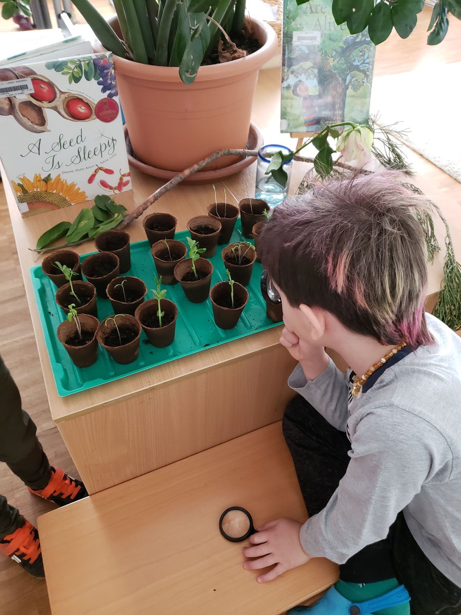 _sarabateman's tweet photo. Giving students an opportunity to look closer at plant parts. Zooming in with magnifying glasses and taking apart with scissors. "What do we do with the plant parts after we've finished exploring? I know! Let's make art"- Gr.1 student. Inspired by my course with @ProjectZeroHGSE https://t.co/yOrKYNpZCK