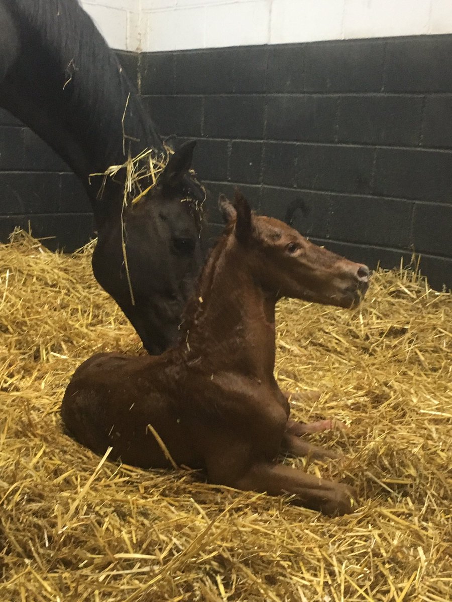 maywoodstud's tweet photo. And....sleep! Hooray! A little overdue but the last foal of the season (3) has arrived! A very alert and vigorous colt by Profitable out of the stakes producing Pivotal mare, Frabjous. Can’t believe all colts again! Phenomenal!!! #IAmHorseRacing #smallbreeder #100%coltsagain https://t.co/wz88wkDYuP