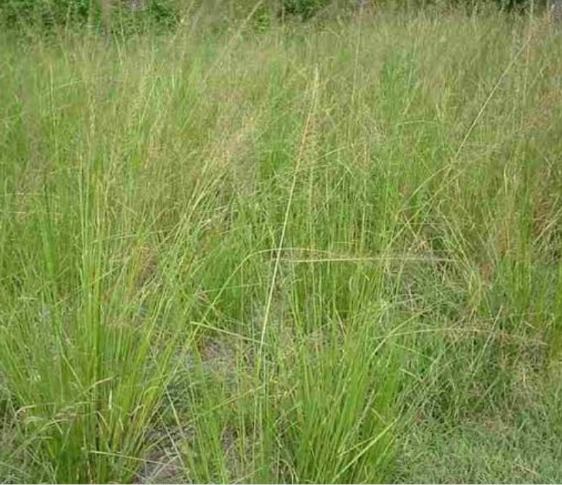 The Very Stubborn Weed