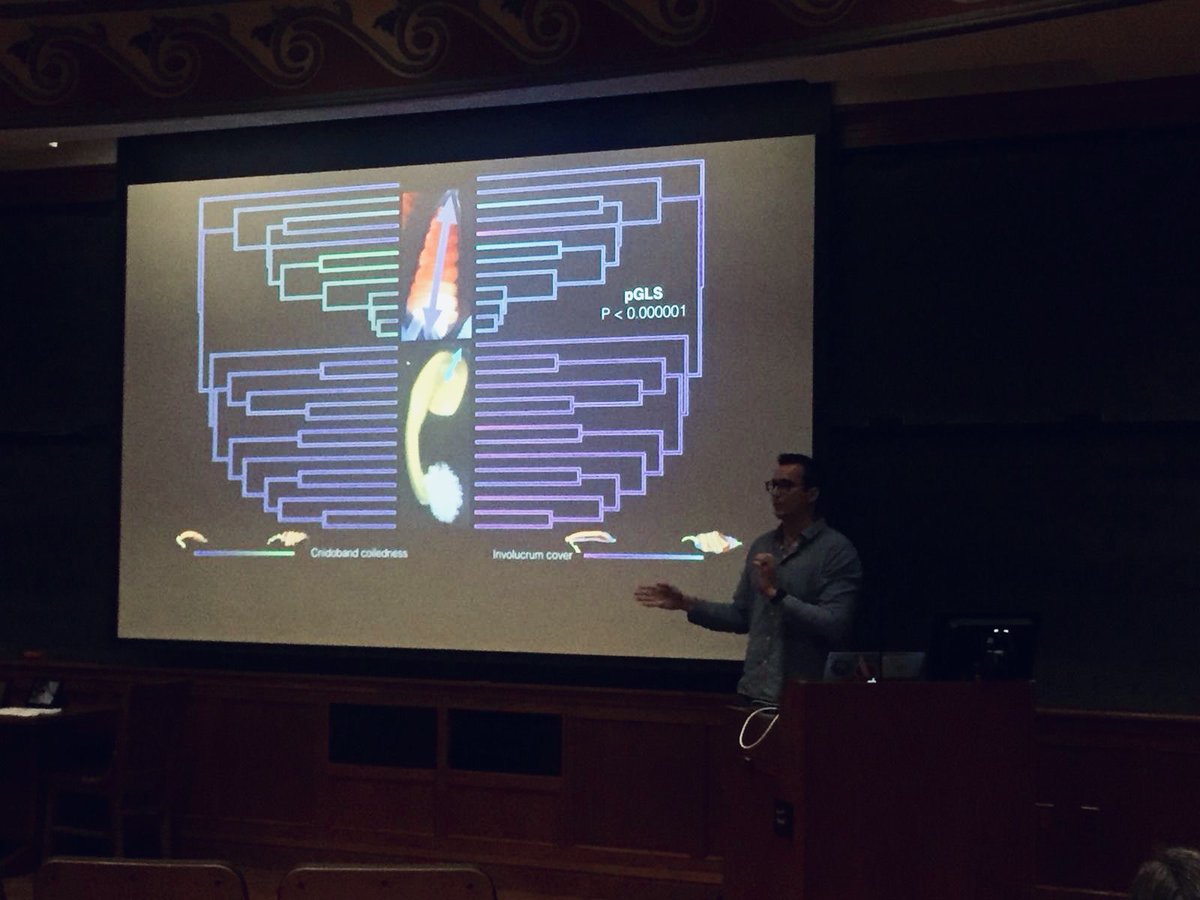 planktomancer's tweet image. Today I presented my work on #siphonophore tentilla and #nematocyst evolution at the @yale_eeb Symposium. Large morphological diversity associated with prey thpe specializations. #SiphWeb