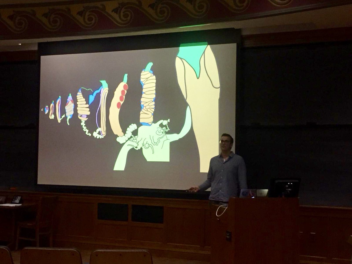 planktomancer's tweet image. Today I presented my work on #siphonophore tentilla and #nematocyst evolution at the @yale_eeb Symposium. Large morphological diversity associated with prey thpe specializations. #SiphWeb