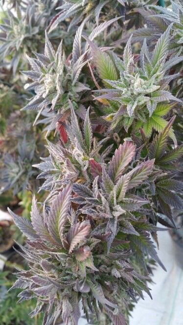 HempLifeGlobal's tweet photo. 🔥 Fire Friday 🔥

https://t.co/tYVEGvUmfg https://t.co/nZTvN5TDhn
