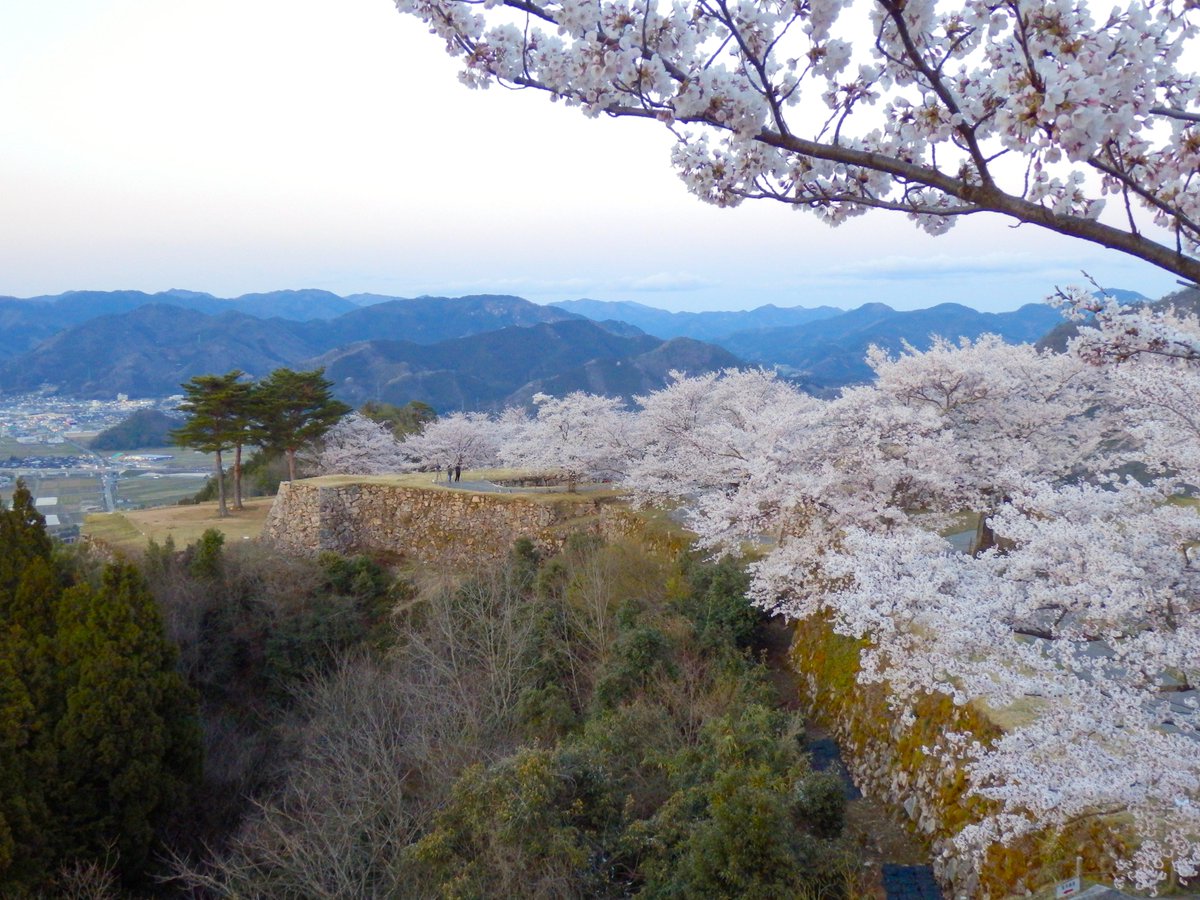 Hikaru551 En Twitter 竹田城の桜のライトアップ15日までです 満開の桜が見頃を迎えています 今朝 朝来市周辺はすごい濃い霧が出ています 竹田城跡 お城総選挙 Catsle 兵庫県 Japan Cherryblossom 桜 花見 ライトアップ Beautiful 絶景 Hikaru551 En Twitter 竹田城の桜のライトアップ15日までです 満開の桜が見頃を迎えています 今朝 朝来市周辺はすごい濃い霧が出ています 竹田城跡 お城総選挙 Catsle 兵庫県 Japan Cherryblossom 桜 花見 ライトアップ Beautiful 絶景