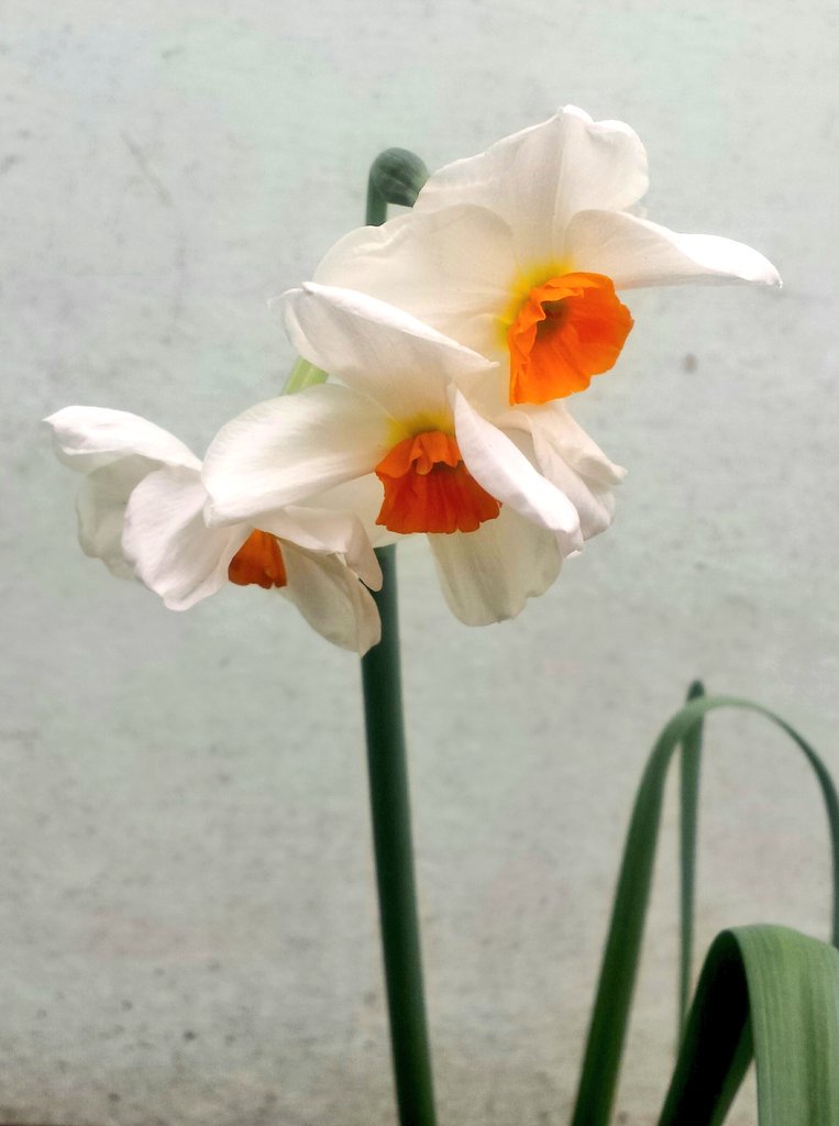 QuirinusReads's tweet photo. Love these so much! Last of my late planted daffodils 😍 #triplehead #daffodils https://t.co/lVXMGkxaK6