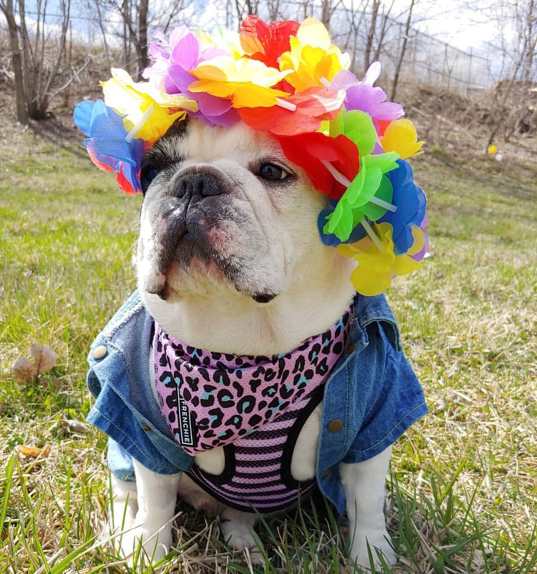 Manny The Frenchie tweet media