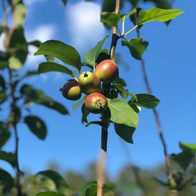 TravelsEndless's tweet image. Nothing says spring like fruit on our trees! Welcome spring! Ready for summer travels! 
#springtime #springtravels #springtravelseason #familytravel #travelblogger #endlessfamilytravels #weekendathome #staycation #fruittrees #blooms #appletree #warmweath… bit.ly/2P6QScf