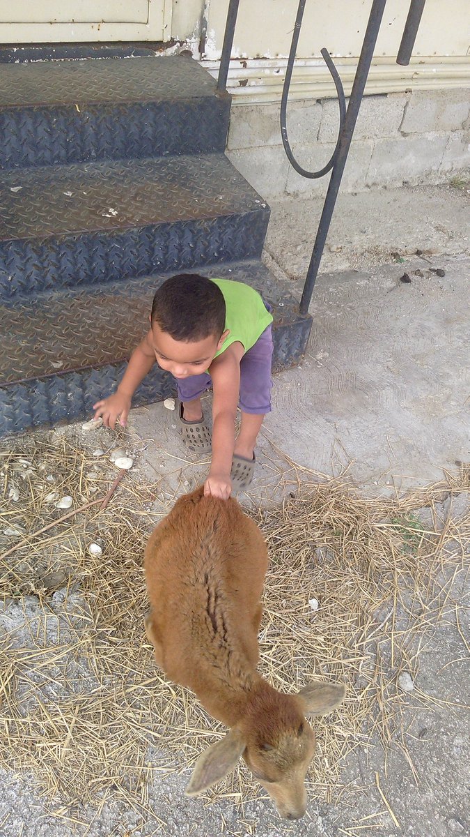 bradelis marchan (@bradelis1) on Twitter photo 