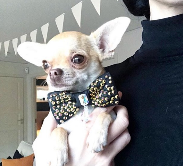 furdrobe's tweet photo. Nalle the #chihuahua models our black, #swarovski encrusted #dog bow tie: https://t.co/YfL4BVv7jG   #doggy #cutedog #pets #petaccessories https://t.co/3HTqkPcqc5