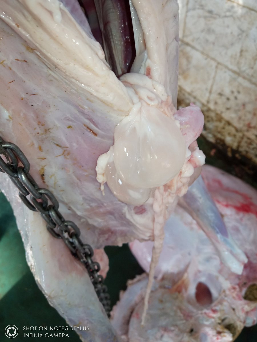 veterinarysci's tweet photo. Bladder worm (Cysticercus tenuicollis) in sheep is the larval stage of the dog tapeworm, Taenia hydatigena. It is sometimes called the “false hydatid"
#parasitology 
#meat_inspection https://t.co/zDFv3zqKqF