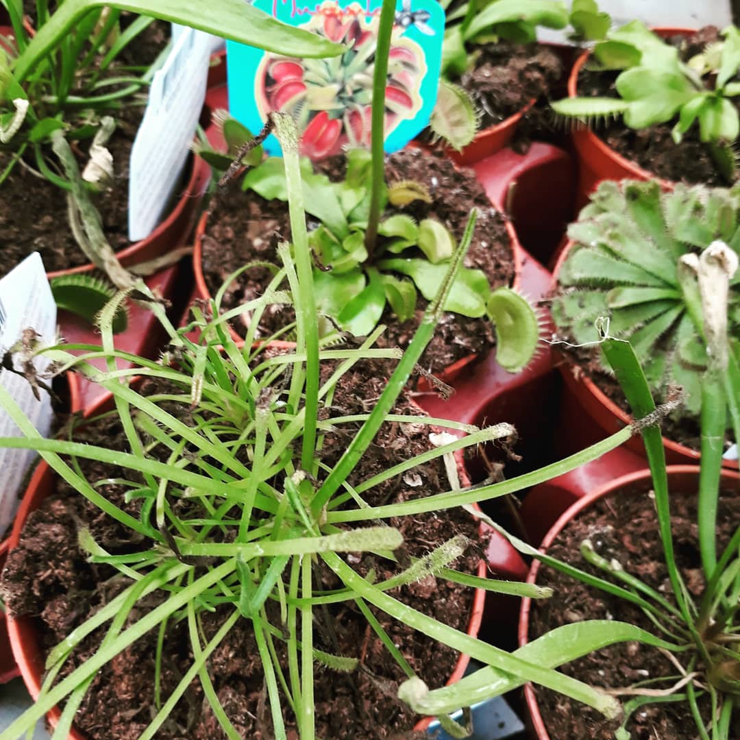 que_ps's tweet image. Drosera Capensis