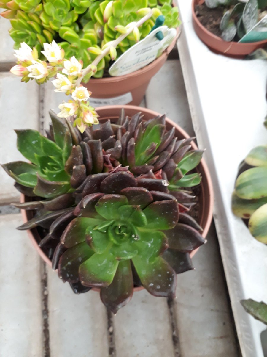 que_ps's tweet image. BlackPrince