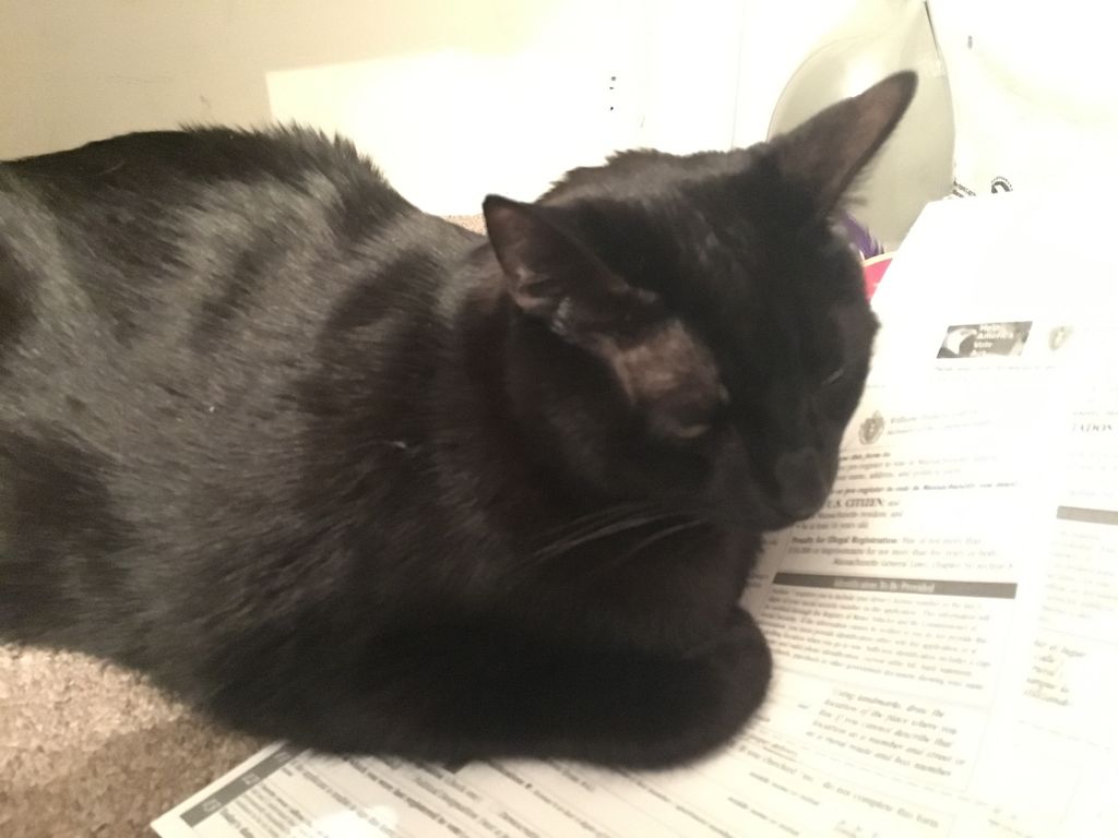 WednesdayAndNik's tweet photo. You didn’t need these papurrs right now, did you, Mommy? ~Nikolai #FridayThoughts #EveryDayIsCaturday #CatsOfTwitter #CatsOfInstagram #PanfurSquad #WednesdayAndNikolai #blackcatsrock #BlackCat #Panfur #blackcatsarethebest #Paperwork #BlackCats #CatsOnTwitter #CatsOnStuff #Helpurr https://t.co/JJA2B84JWL