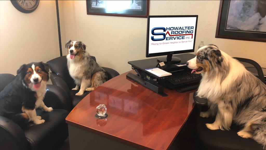 ShowalterRoof's tweet photo. A few of our furry friends helping out at the office 😉🐶
#presleyandparkeraussies #Roofing #RoofingProtects #ShowalterBlue https://t.co/TruRCjUfCZ