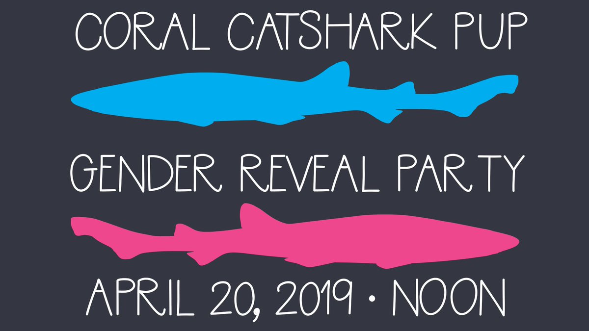 RiverMuseum's tweet photo. Baby boy? (doo doo doo doo doo doo) Baby girl? (doo doo doo doo doo doo) ♂️🦈♀️.

We're hosting a Gender Reveal Party for our Coral Catshark pup on at noon on April 20, in conjunction with our Party for the Planet event. Included with admission! 

#WhereIowaStarted #ThisIsIowa https://t.co/Xk1x0sT0Rs