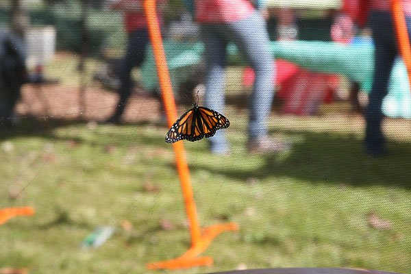 STEMzoneUGA's tweet photo. Meet a Monarch Butterfly at STEMzone tomorrow! We’ll be on the MLC Lawn before the G-Day game, 4/20 from 10AM-2PM!
@UGAEcology
#universityofga #STEMzoneUGA #MLC #CommitToSTEM #GDay https://t.co/RcOzo5m9CN