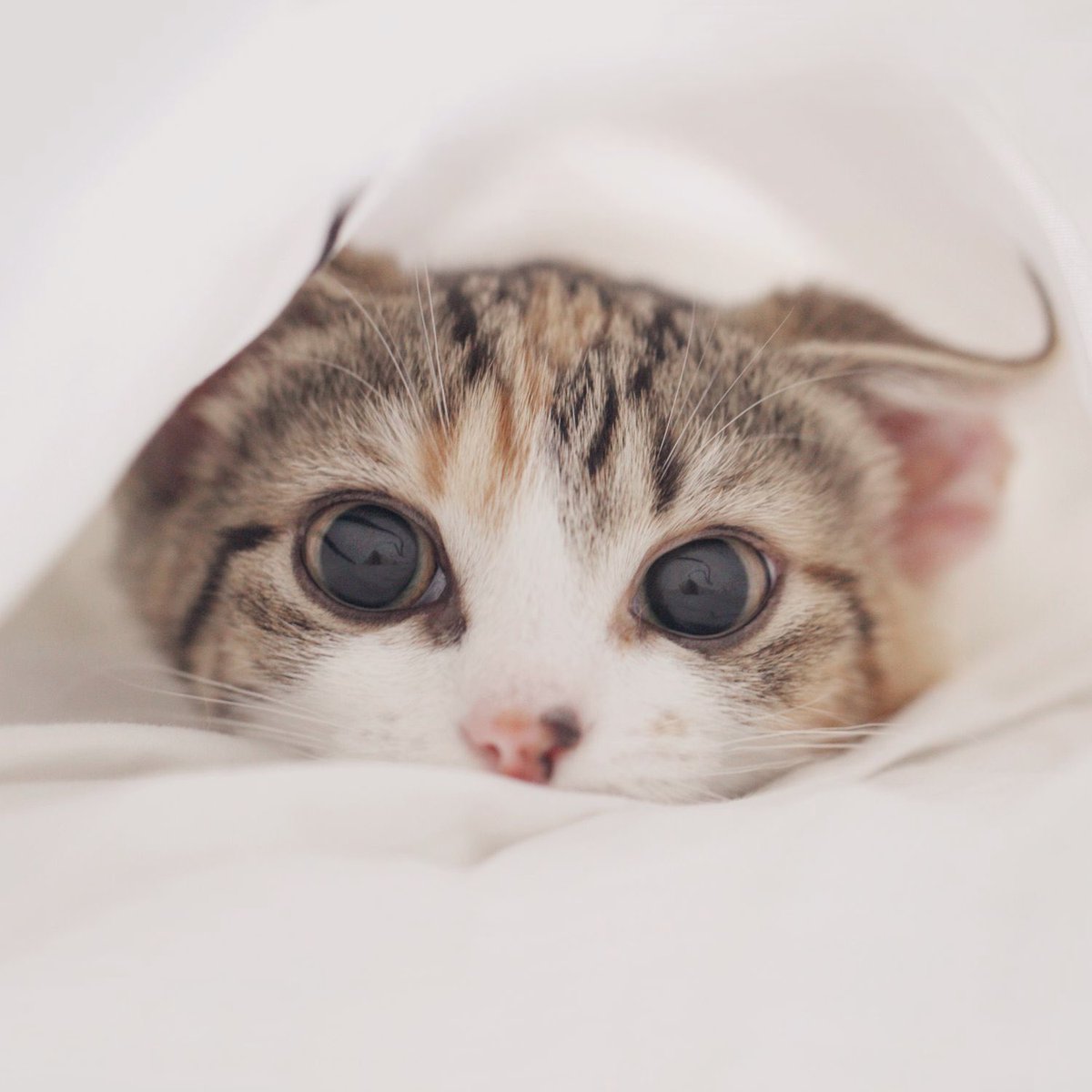 shinee as cats (@shineekittens) on Twitter photo 