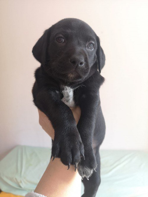 ProtectoraDoggy's tweet photo. Donna https://t.co/Pku4108v9F #adoptanocompres #protectoradoggy https://t.co/TxUy3ujRc6