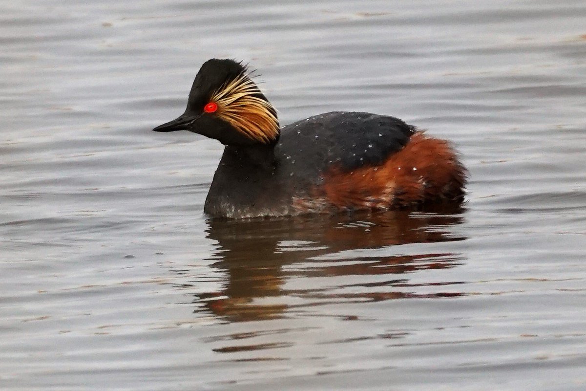 #GeoordeFuut #Vloeivelden bij #deKrim Prachtvogeltje #Volgdenatuur #Vogelskijken @HardenbergFauna mooi #Vechtdal