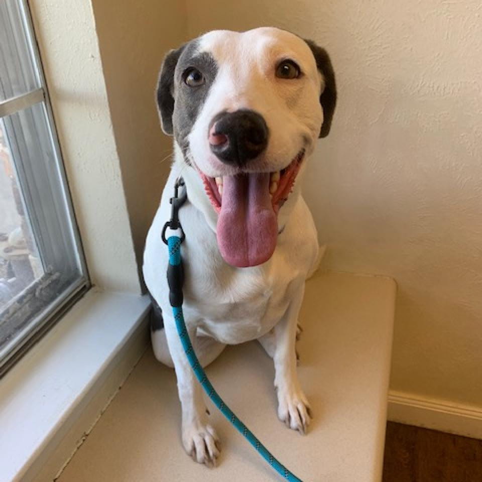 What a sweet girl. Welcome Nala! She is moving with us today at Ravello. We are so happy to have her with us! #Puppylove #Ravello #petfriendly #welovepets #Bark #dogsoftwitter #MansBestFriend #pets #frisco #dogmom  #dogdad