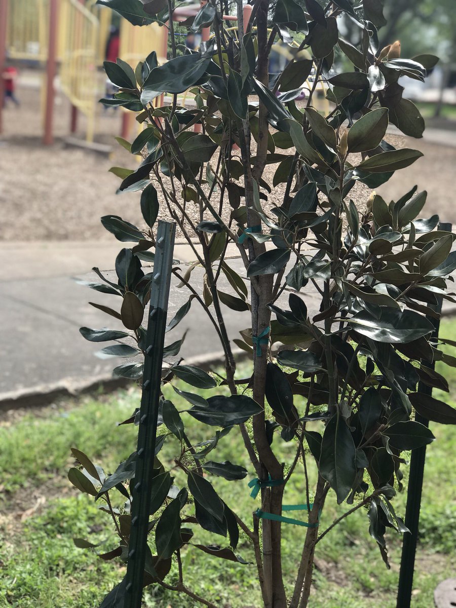 groovygreve's tweet image. Thank you Trees for Houston for our beautiful new trees! @Best_Bulldogs @TreesForHouston