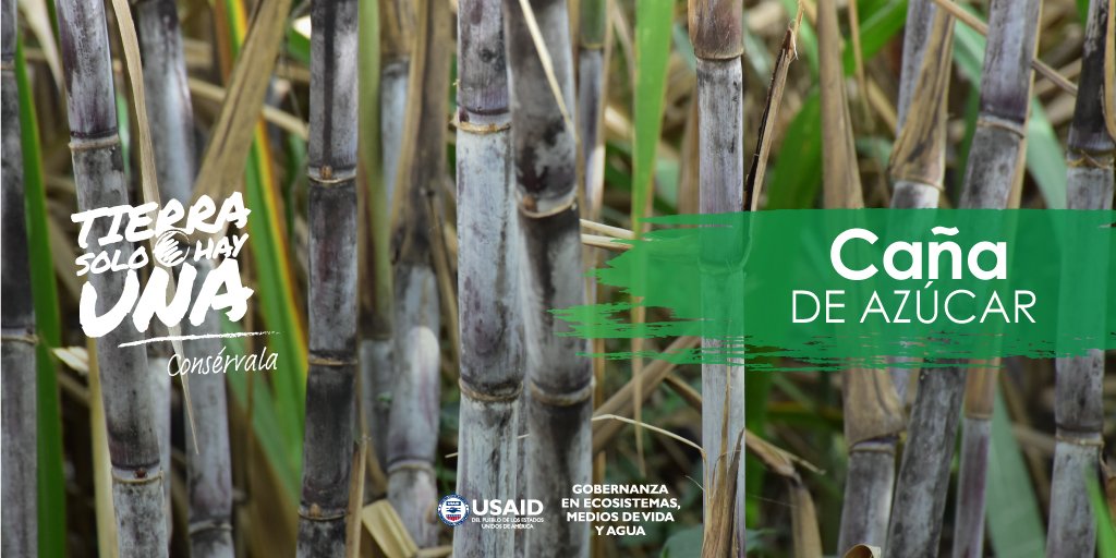 El cultivo de caña de azúcar representa un cultivo amigable con el ambiente por su elevada eficiencia fotosintética, que le permite una mayor utilización de la energía solar y consecuentemente, un mayor coeficiente de absorción del CO2 atmosférico. #TierraSoloHayUna