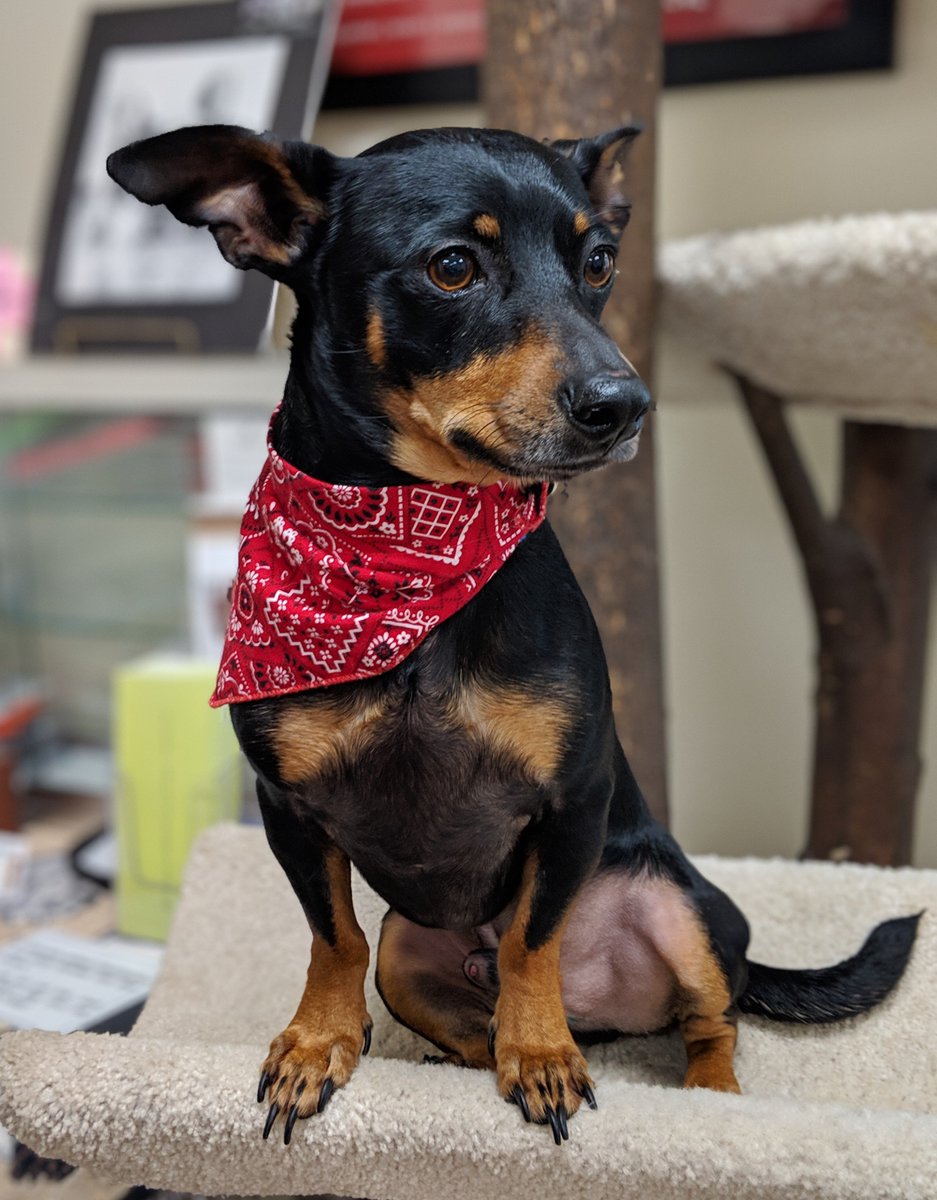 wallpapers Rat Terrier Weiner Dog Mix khqa news on twitter this week s pet