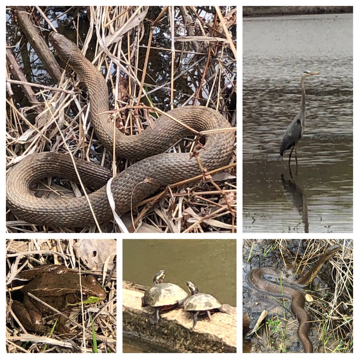 Ali Getsloff (@dontbenacly) on Twitter photo Beautiful day for a field trip with <a href="/MtVernonWoods/">Mount Vernon Woods</a> at <a href="/fairfaxparks/">Fairfax County Parks</a> looking for #vertebrates & #invertebrates. #wetlands #ecosystem <a href="/MrsEwingsclass/">Heather Ewing</a> <a href="/MsJourney8/">Sonia Bhide (she/her/hers)</a> @MvwStewart5th @FavorsBrdgBldr <a href="/MrKevinFain/">Mr. Fain</a> <a href="/BAYNEintheWoods/">Sarah Bayne</a> <a href="/TeachingMsM/">Jaqueline Sanchez</a> Beautiful day for a field trip with <a href="/MtVernonWoods/">Mount Vernon Woods</a> at <a href="/fairfaxparks/">Fairfax County Parks</a> looking for #vertebrates & #invertebrates. #wetlands #ecosystem <a href="/MrsEwingsclass/">Heather Ewing</a> <a href="/MsJourney8/">Sonia Bhide (she/her/hers)</a> @MvwStewart5th @FavorsBrdgBldr <a href="/MrKevinFain/">Mr. Fain</a> <a href="/BAYNEintheWoods/">Sarah Bayne</a> <a href="/TeachingMsM/">Jaqueline Sanchez</a>
