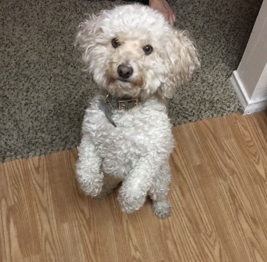 Azcentral On Twitter Enzo Who Belongs To At Lhsaria Is A 9