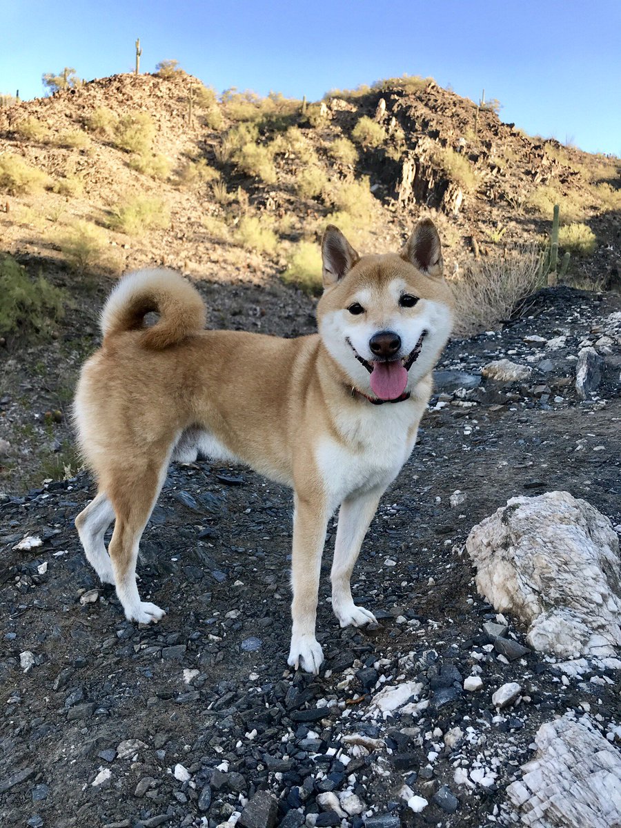 Azcentral On Twitter Enzo Who Belongs To At Lhsaria Is A 9