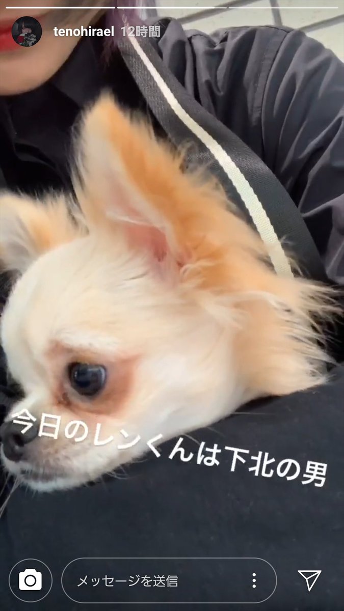 ウインク犬