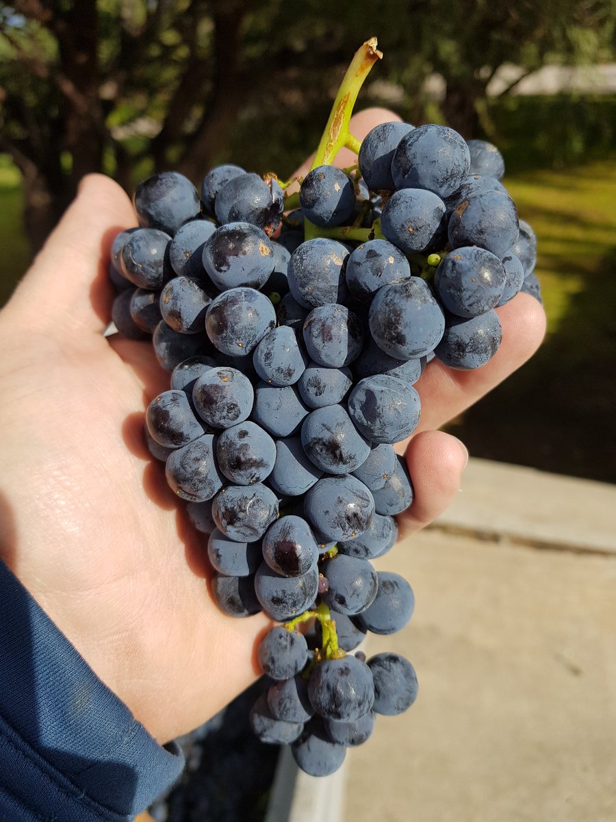 Hoy recibimos el #Merlot para <a href="/Dgo_Molina/">Domingo Molina</a> . #Soldadosdelmerlot #Cosecha2019