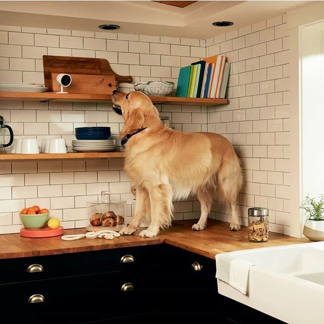 ahs_pnw's tweet photo. #REPOST @nest
https://t.co/jQ9j12Lo28 https://t.co/u5WiarPAvI https://t.co/dyWpKKDOfH