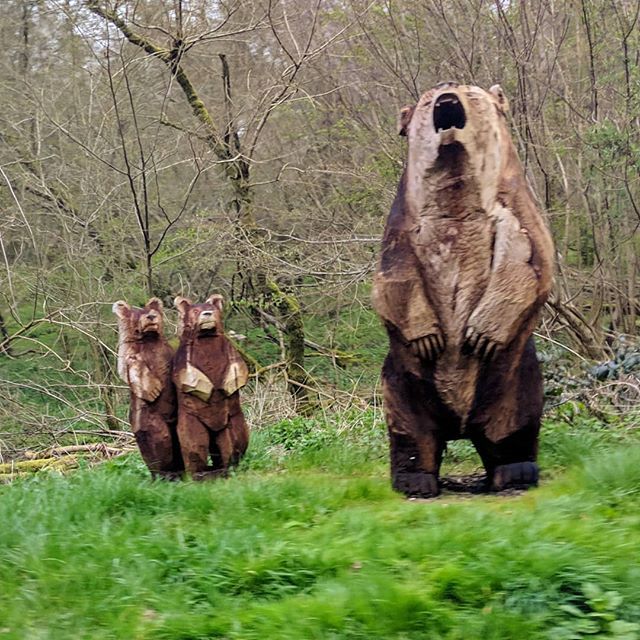 jiberjaber's tweet image. There I was riding along minding my own business and these fellas jumped out, didn't know whether to bop them on the nose and make a lot of noise or lay down and play dead.... Hope the #tourdivide riders can work it out! #3down #audax #acme #fromwhereiri… bit.ly/2Z5lbEA