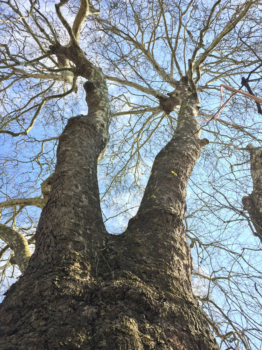 branchingoutas's tweet photo. Had the privilege of undertaking an aerial inspection on this beaut of a London Plane today in Westbury Gardens for @BoATownCouncil #arbwork #arborist #aerialsurvey #championtree #branchingout #treeconsultancy #londonplane #arbcrazy #arblife #treeworkmakesthedteamwork https://t.co/vjs93uYmD0