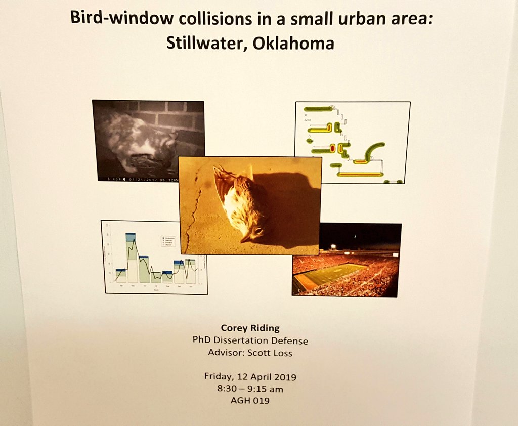 LossLabOSU's tweet image. Congrats to newly minted Dr. @coreysriding for successfully defending his PhD dissertation on multiple aspects of bird #WindowCollisions in a small urban area! 
#UrbanEcology #Ornithology