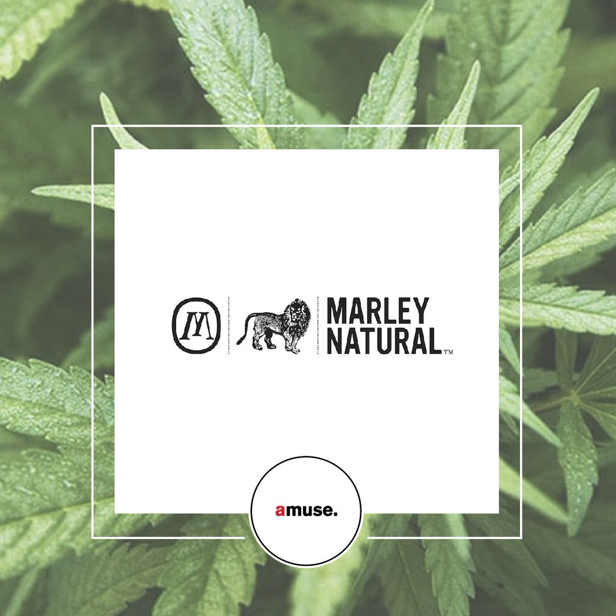 Amusespot1's tweet photo. Celebrate 4.20 with quality products from @MarleyNatural 

Check it out at Amusespot: https://t.co/FyNq7VKlFL

#celebrate420 #April20 #riseup #marleynatural #smokeweed https://t.co/ioj7OLrdl2