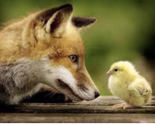 FOXBOXStorage's tweet image. Easter long weekend coming....
Did you know in the Early 20th century  in Schaumburg Germany, it was the fox who laid the eggs! #storage #home #packing #foxbox #whiterock #southsurrey