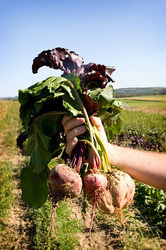 ClarRvrOrganics's tweet photo. 🚨Big News Farm Fans!🚨 We now have home delivery and new CSA options! 🌱Spring 2019 Newsletter🐝 - https://t.co/HD0xl8luQ1 https://t.co/YladegpauE