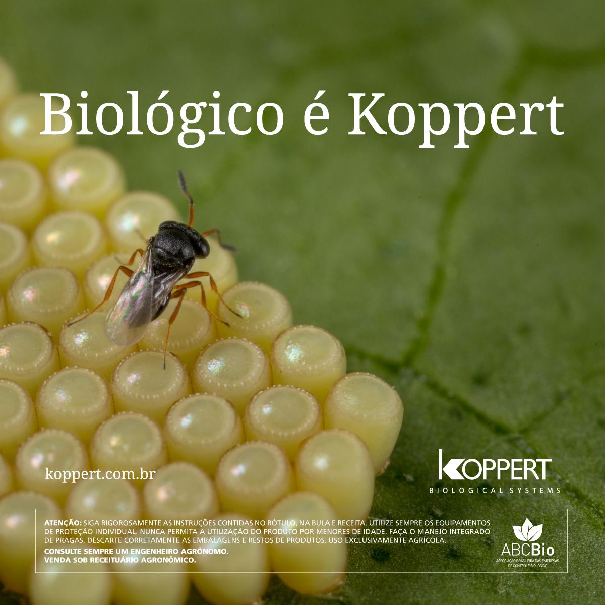 Koppertbr's tweet photo. Quase 50 anos de dedicação à produção e desenvolvimento de inimigos naturais para controlar as pragas mais comuns na horticultura e na agricultura resultaram na abordagem holística que podemos oferecer aos nossos clientes hoje. 🌱🐞🐛🦠🧫🔬 https://t.co/TgNteSStfJ
