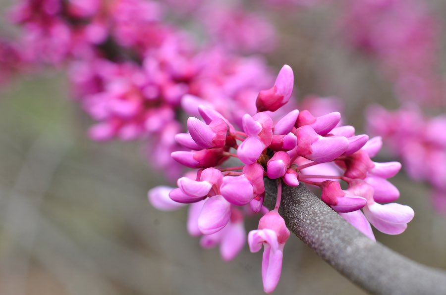FullCarelawn's tweet photo. The underrated “Eastern Redbud” for your floral viewing pleasure!!!  Purple is the new pink!!! Have a good weekend FC nation!!! https://t.co/WgqazmINQt