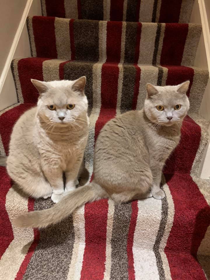 #FindPuddlesAndCuddles #Missing much loved members of the family #lost Lioncourt , Bramshall Road , #Uttoxetter #ST14 area. Puddles and Cuddles are new to the area , having recently moved from Mier Park. Can you keep an eye out for them .
#MissingCatsUK #LostCat #FoundCat #Reward