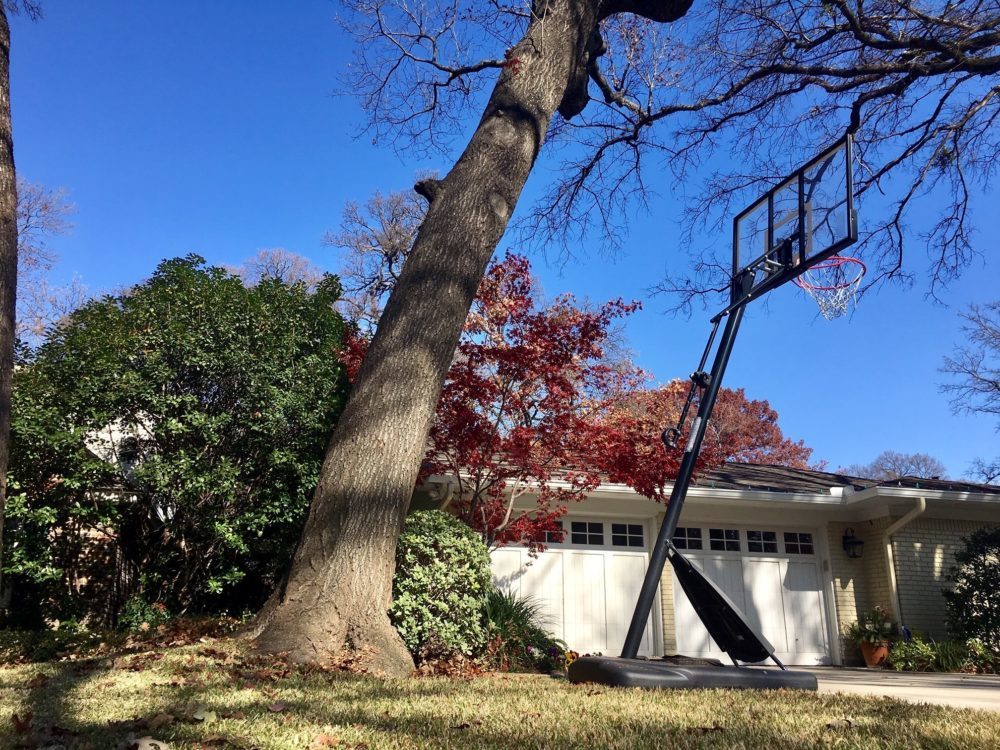 PresTreeServ's tweet image. Worried about a leaning tree? Read our latest #treeblog to learn why #trees lean: ow.ly/agmg30ooXGV