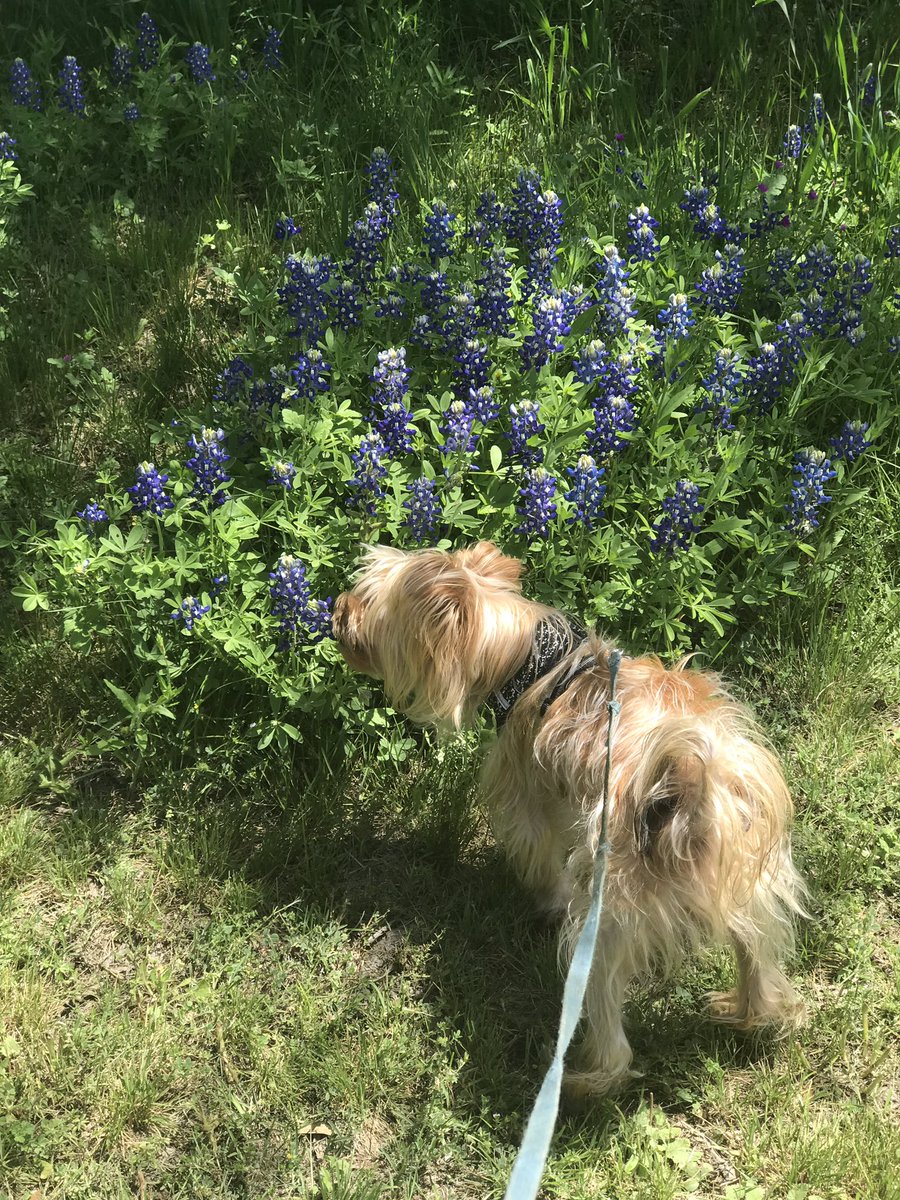 Terrye 🦅 We are Charlie Kirk 🇺🇸 tweet media