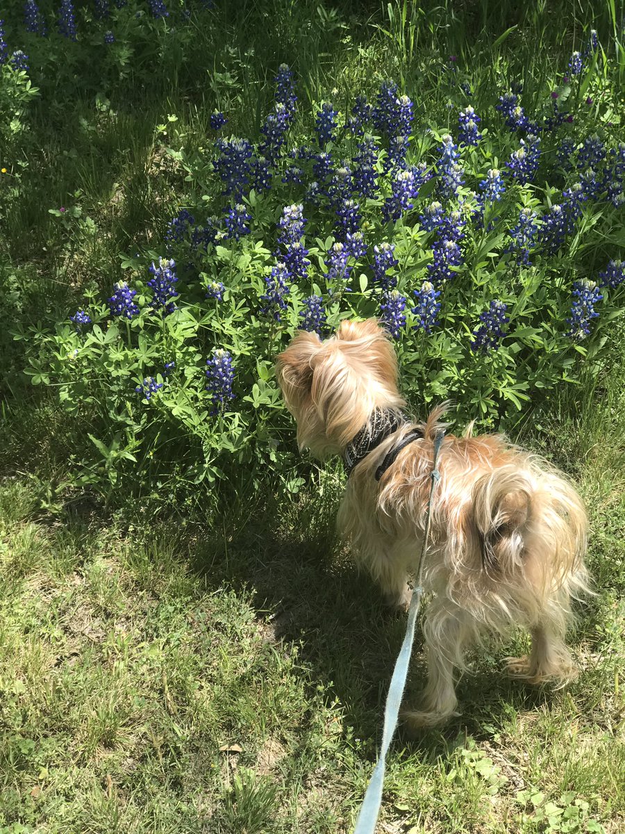 Terrye 🦅 We are Charlie Kirk 🇺🇸 tweet media